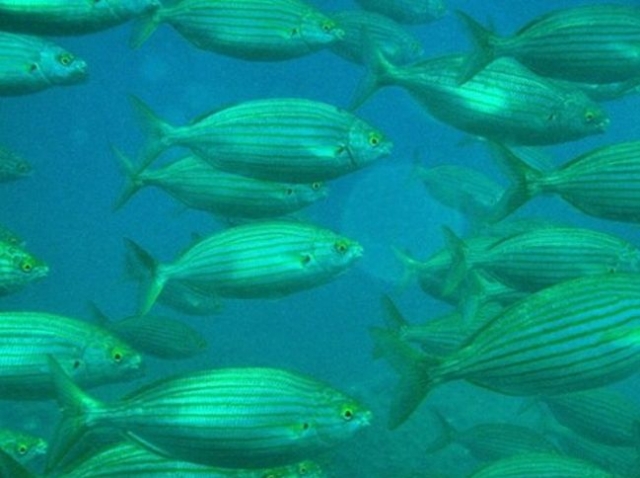 Expertos pescadores le acompañan